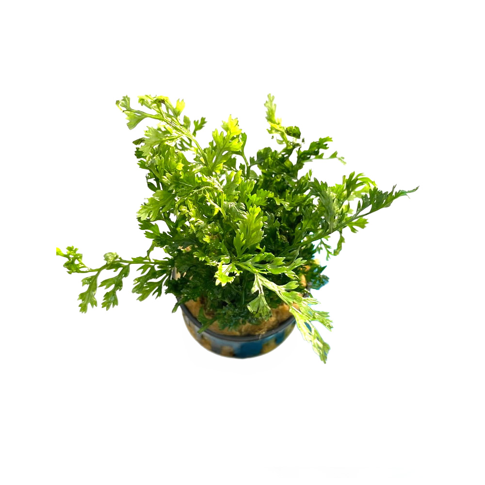 Bolbitis Heteroclita Difformis paproć akwariowa Koszyk.jpg